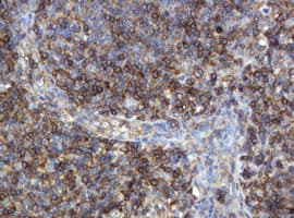 Monoclonal Mouse anti-Human CD99 Antibody (clone OTI4A5, IHC, WB)
