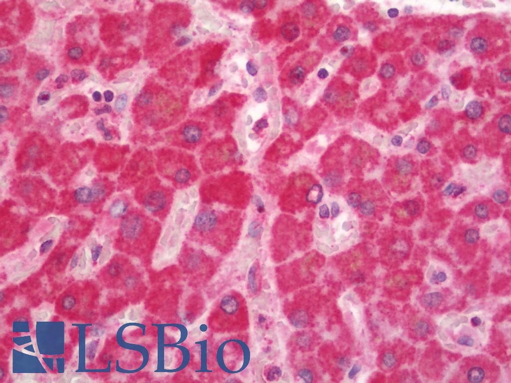 IHC-plus™ CYC1 / Cytochrome C-1 Antibody