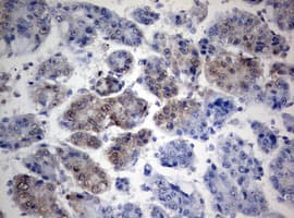 TIA-1 Antibody (clone OTI1D7)