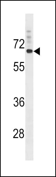 SVOP Antibody (aa2-31)