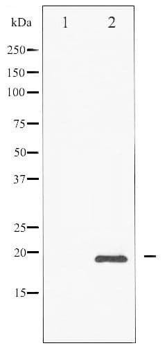 Polyclonal Rabbit anti-Human DDIT3 / CHOP Antibody (phospho-Ser30, IHC, IF, WB)