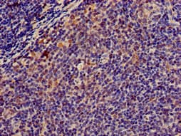 MSC / Musculin Antibody