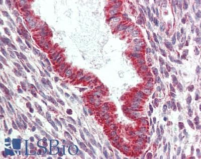 IHC-plus™ GLIPR2 Antibody