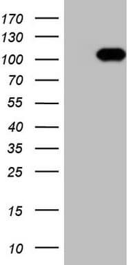 RGL2 Antibody (aa547-777, clone OTI9H3)