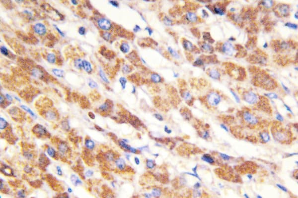 BAX Antibody (Cys62)