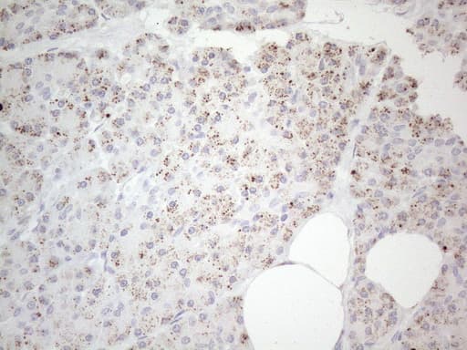 Monoclonal Mouse anti-Human BP1 / DLX4 Antibody (clone OTI8A1, IHC, WB)