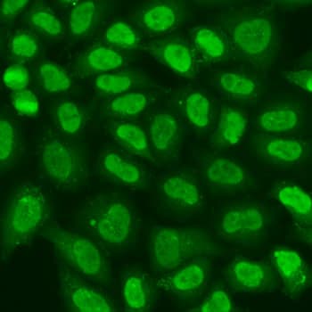 TERF2IP / RAP1 Antibody