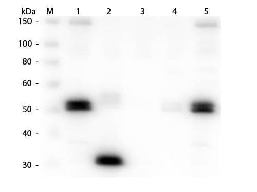 Goat Anti-Rat IgG Fc Secondary Antibody (TR)