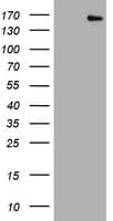 PCDH7 Antibody (clone OTI1A2, Carrier-free)