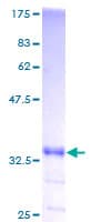 Human GNG2 Protein (Recombinant GST)