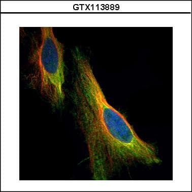 NOL3 / ARC Antibody