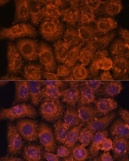 INMT Antibody