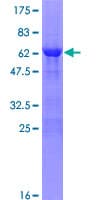 Human ZNF483 Protein (Recombinant GST)