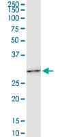 HOXC6 Antibody (clone 2A4)