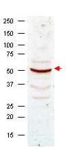 CCNB1 / Cyclin B1 Antibody