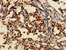 IHC-plus™ DDO / D-Aspartate Oxidase Antibody