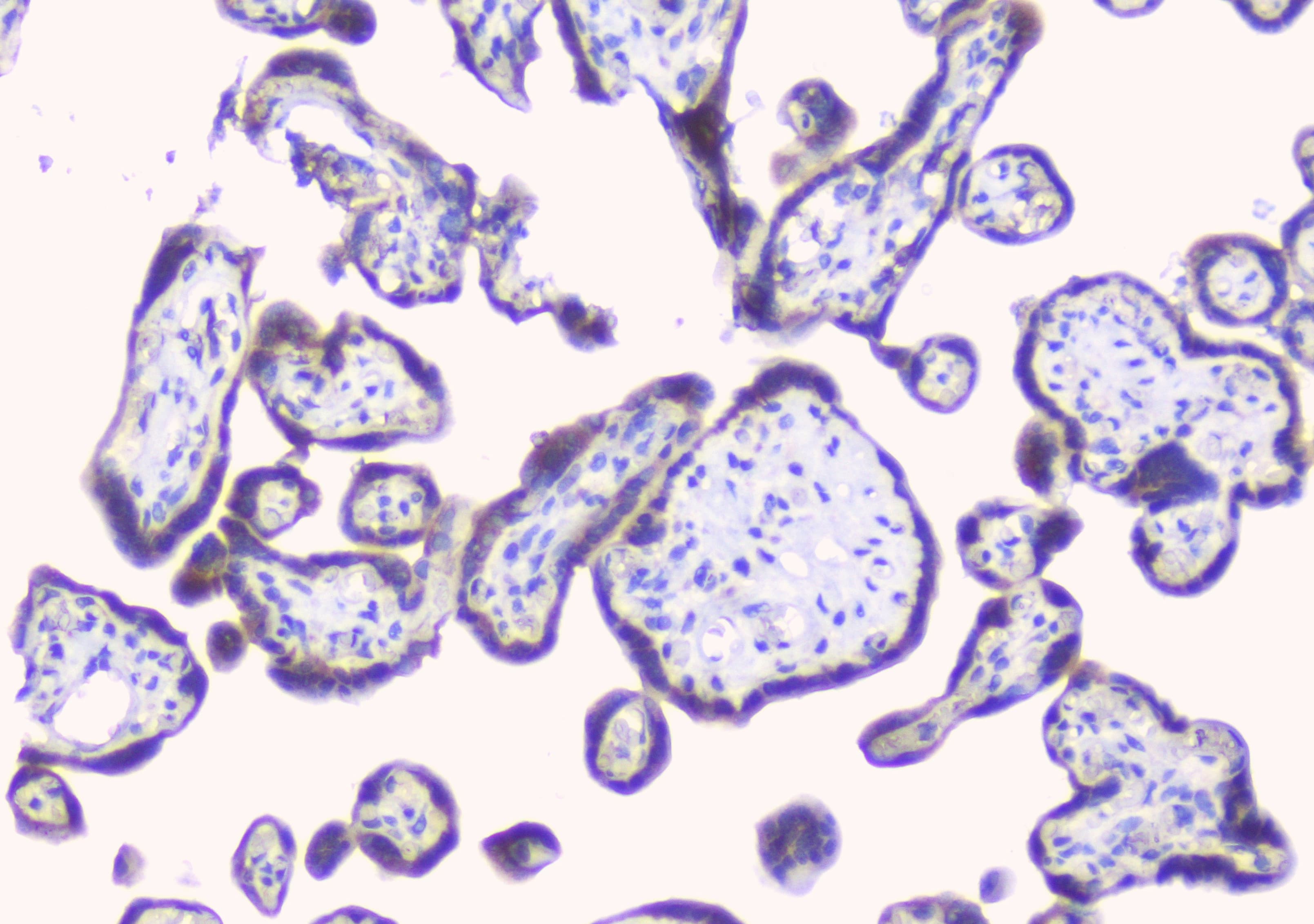 ERGIC-53 / LMAN1 Antibody