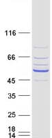 Human DCAF12L1 Protein (Recombinant Myc-DDK (Flag))