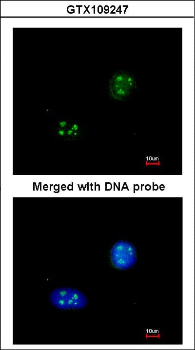 NHP2L1 Antibody (aa1-128)