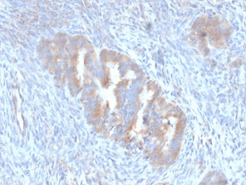 APG5 / ATG5 Antibody (clone ATG5/2101, Azide-free, BSA-free)