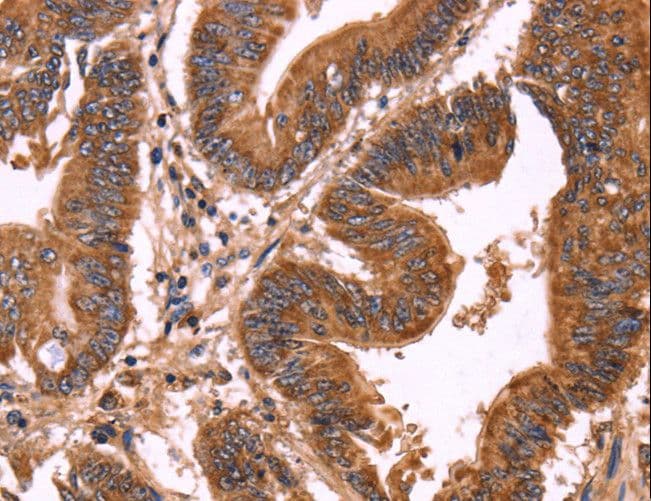ERP29 Antibody