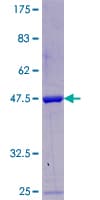 Human POLR2F Protein (Recombinant GST)