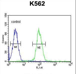 DDX / AKR1C3 Antibody (aa10-36)