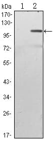 TAB2 Antibody (clone 3B5)