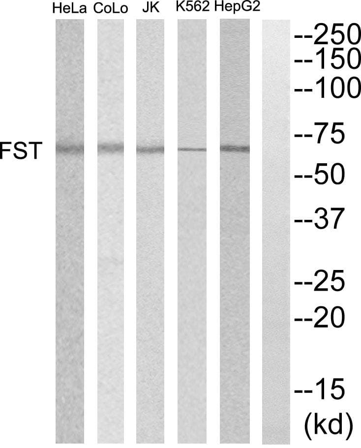FST / Follistatin Antibody
