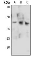 CDK9 Antibody