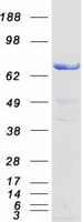 Human SNX9 / WISP Protein (Recombinant Myc-DDK (Flag))