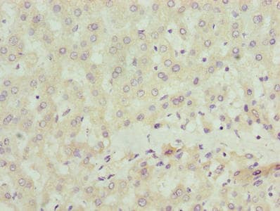 SCLT1 Antibody
