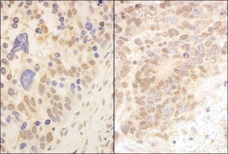 CUL2 / Cullin 2 Antibody (aa150-200)
