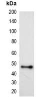 Monoclonal Mouse HSV Tag Antibody (WB)