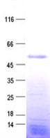 Human ZNF718 Protein (Recombinant His, N-Terminal)