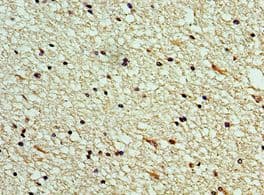 SCGF Antibody (aa22-323)