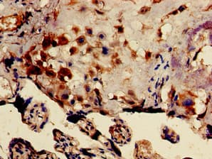 DRG1 / NEDD3 Antibody