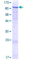 Human GALNT7 Protein (Recombinant GST)