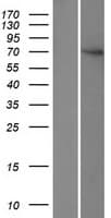 FBXO24 Protein (Over-Expression Lysate Myc-DDK (Flag))