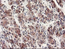 CYP2J2 Antibody (clone OTI3B4, Carrier-free)
