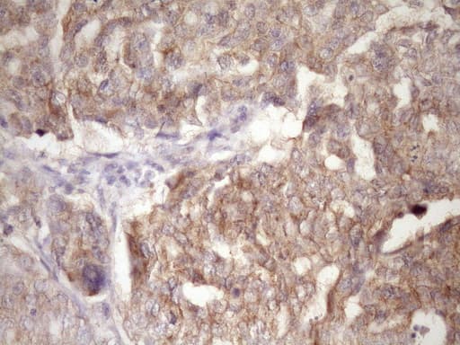 PIN4 Antibody (clone OTI7H2)