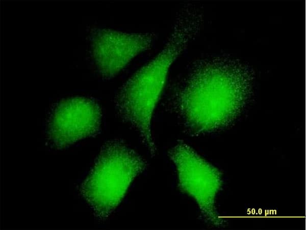 Monoclonal Mouse anti-Human RANBP3 Antibody (clone 2E10, IF, WB)