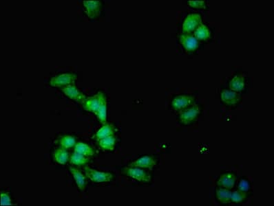 IHC-plus™ IDO1 / IDO Antibody
