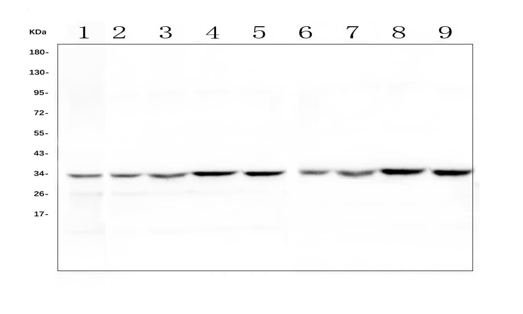 HLF Antibody
