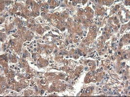CPA1 / Carboxypeptidase A Antibody (clone OTI4F1)