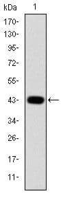 JUN / c-Jun Antibody (clone 5B1)