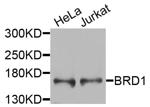 BRD1 Antibody