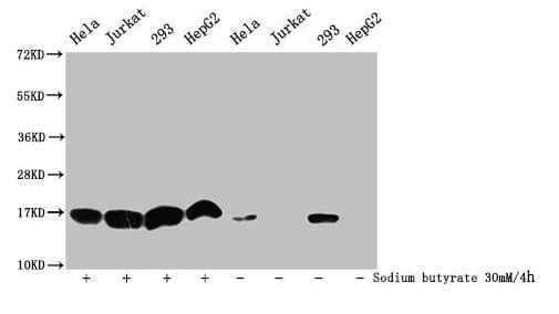 HIST1H3A Antibody