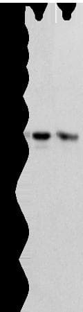Polyclonal Rabbit anti-Human PSMF1 Antibody (IHC, WB)
