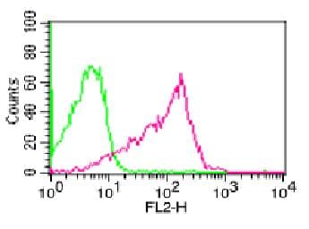 RELA / NFKB p65 Antibody
